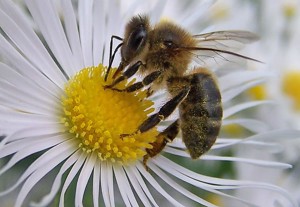 Las abejas pueden contar Las abejas pueden contar