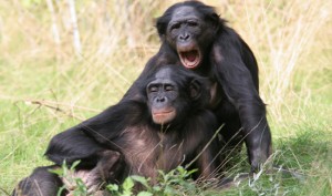bonobos bonobos