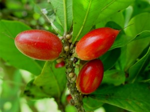 fruta milagrosa fruta milagrosa