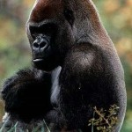 gorila