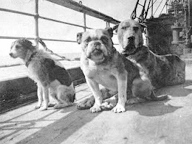 Los perros del TITANIC